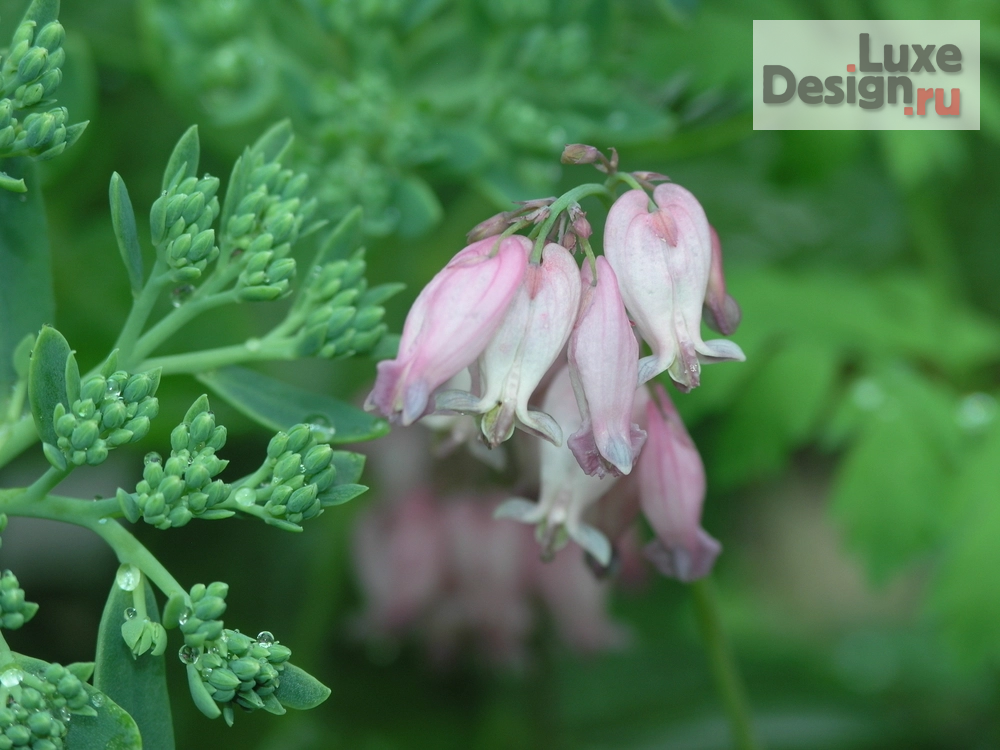 Ландшафтный дизайн "Частный сад большого объёма с гостевым домом для нескольких поколений одной семьи" (фото 9)